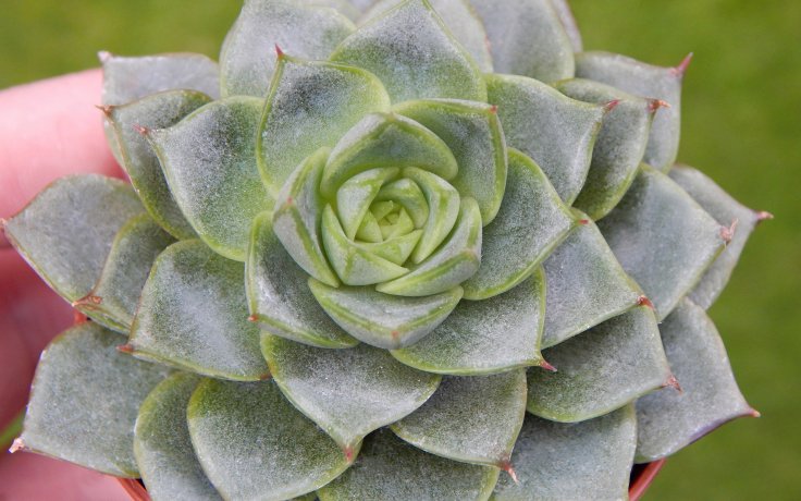 Echeveria purpusorum Green Gilva
