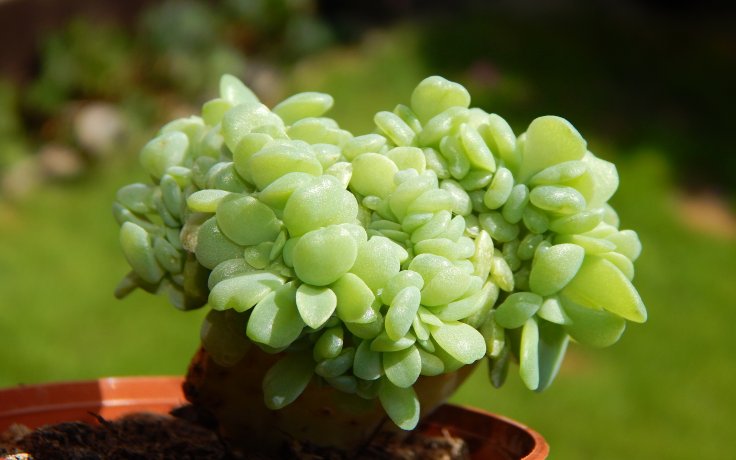 Echeveria Swirl cristata Fresh - kristátní forma