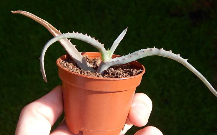 Aloe decaryi - zajímavý sukulent, pokojovka