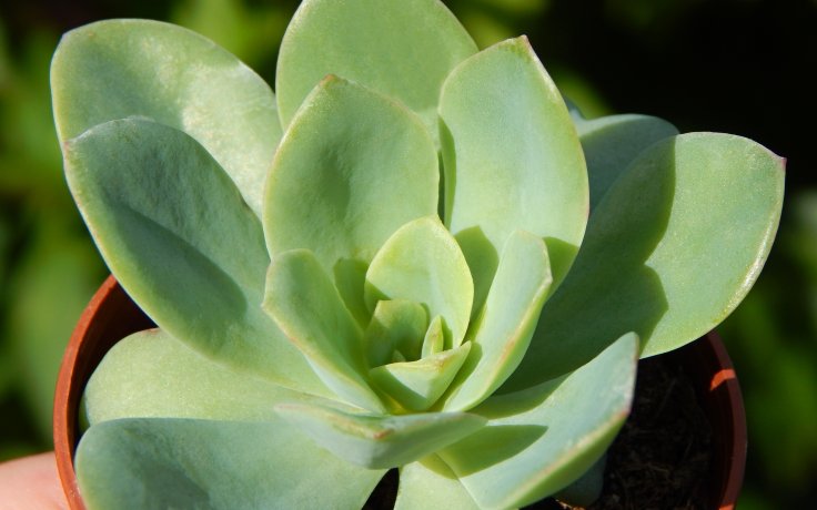 Echeveria Swirl