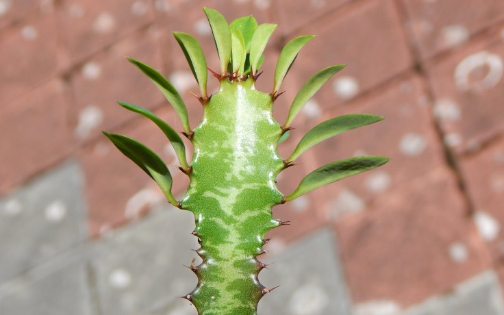 Euphorbia trigona - zelený sukulent
