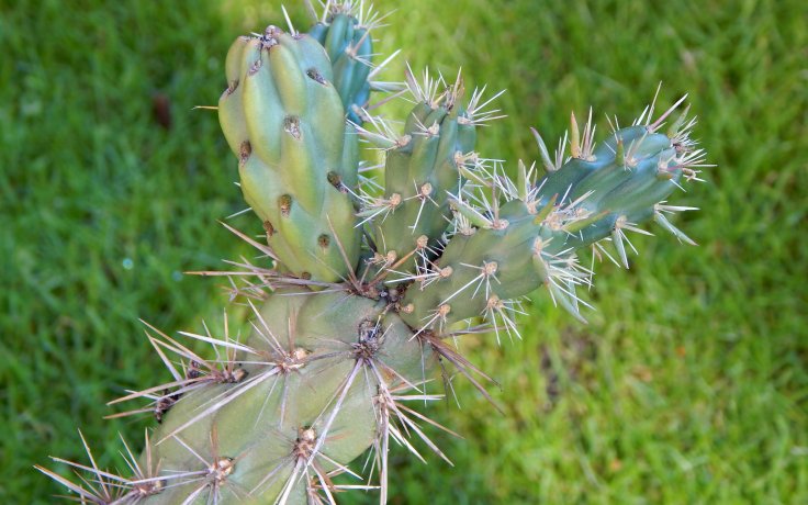 Cylindropuntia imbricata rock garden