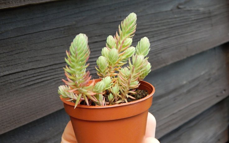 Sedum montanum (rozuchodník)