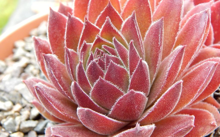 Sempervivum Ronny