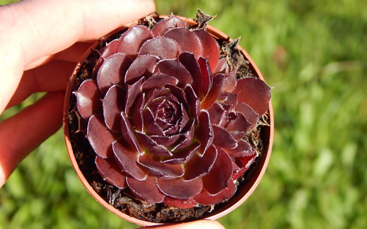 Jovibarba heuffelii Red Hero