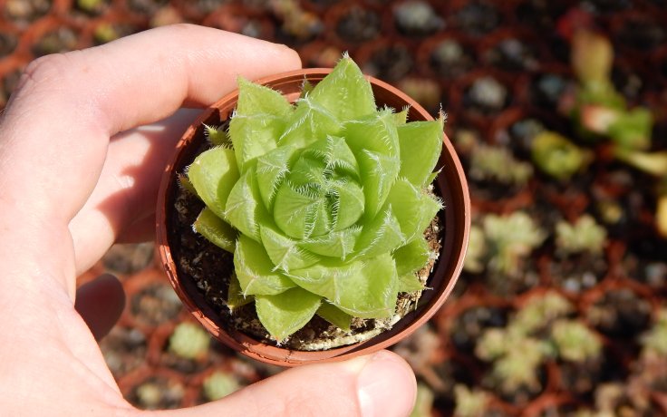 Haworthia decipiens sukulent