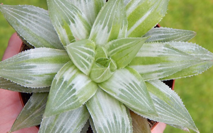 Haworthia cymbiformis Grey Ghost