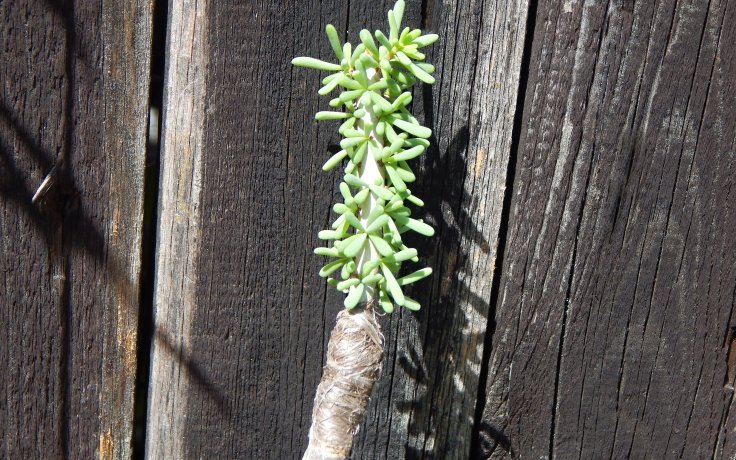 Ceraria namaquensis - sukulent pěstovaný v čr