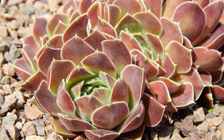 Jovibarba heuffelii Carl von Linne - succulents