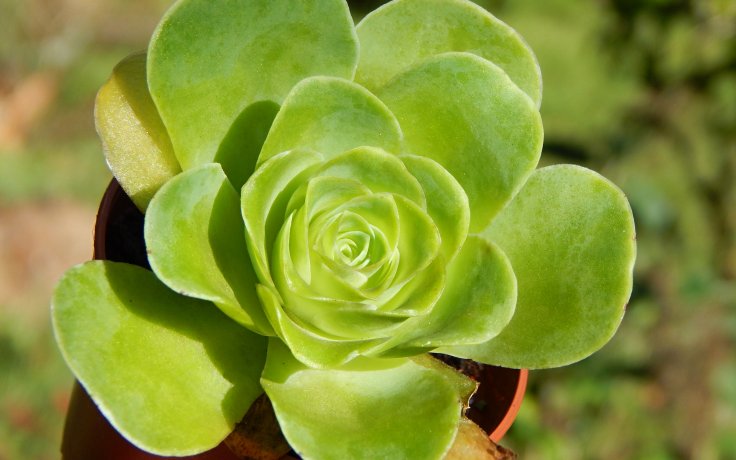 Greenovia dodrantalis - Kanárské ostrovy