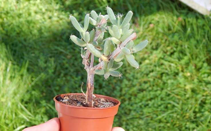 Trichodiadema littlewoodii