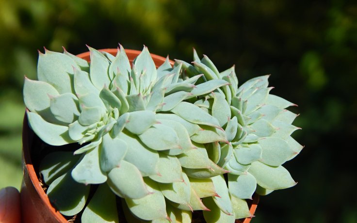 Echeveria Western Blue cristata