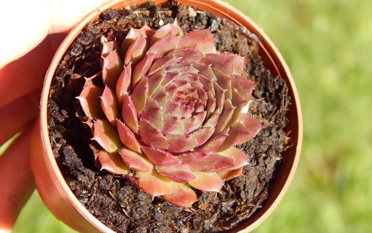 Sempervivum Buntstachel