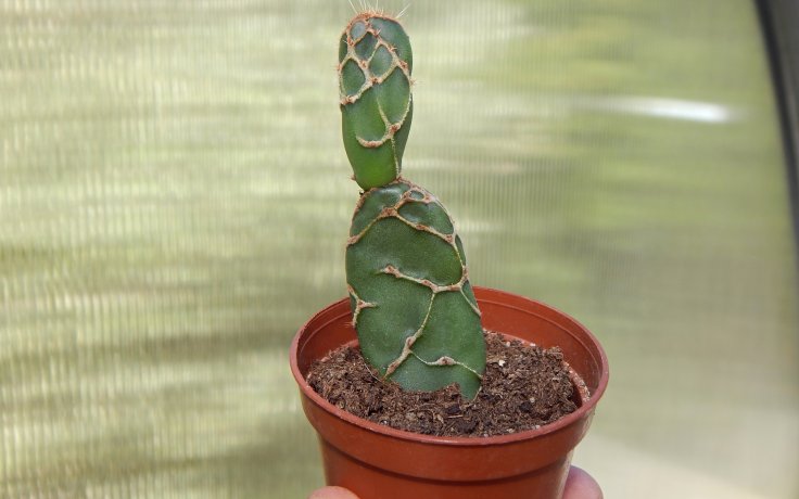 Opuntia zebrina reticulata Cobra