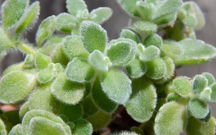 Plectranthus monthanus