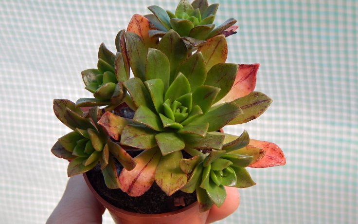 Aeonium Bronze Medal kultivar