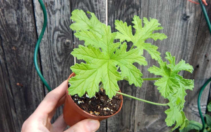 Pelargonium odoratissimum Citronový muškát