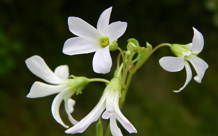 Oxalis triangularis Fanny květy