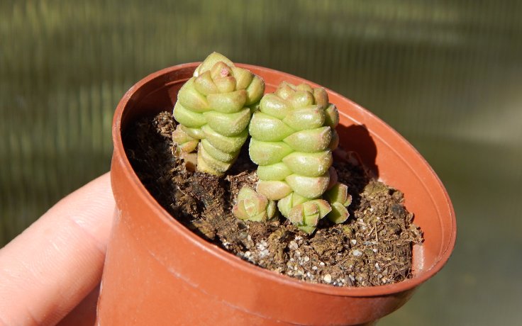 Crassula marchandii