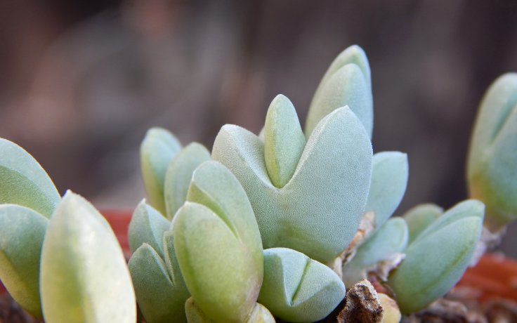 Cheiridopsis purpurea - sukulenty