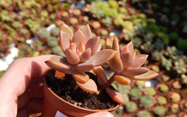 Graptosedum Bronze sukulent