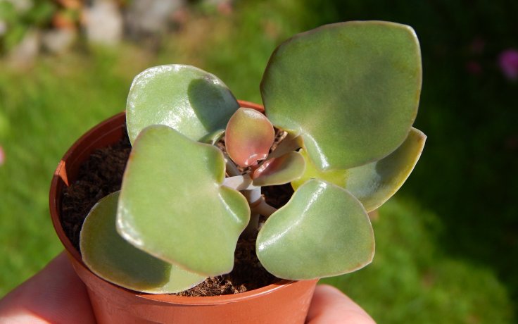 Kalanchoe nyikae - Africký sukulent
