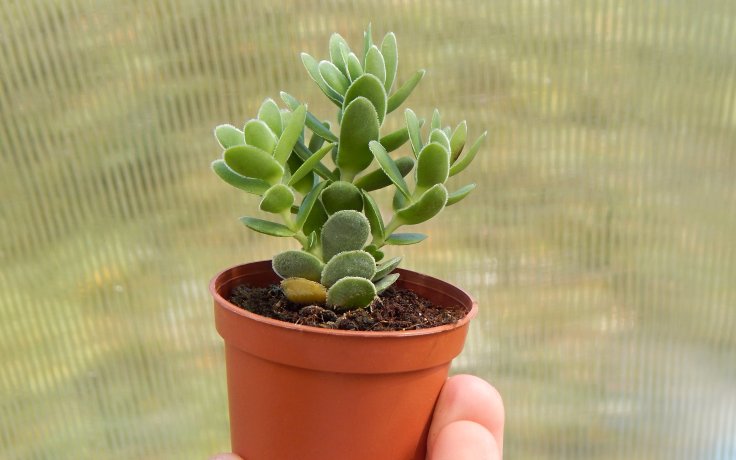 Crassula ciliata Dwarf