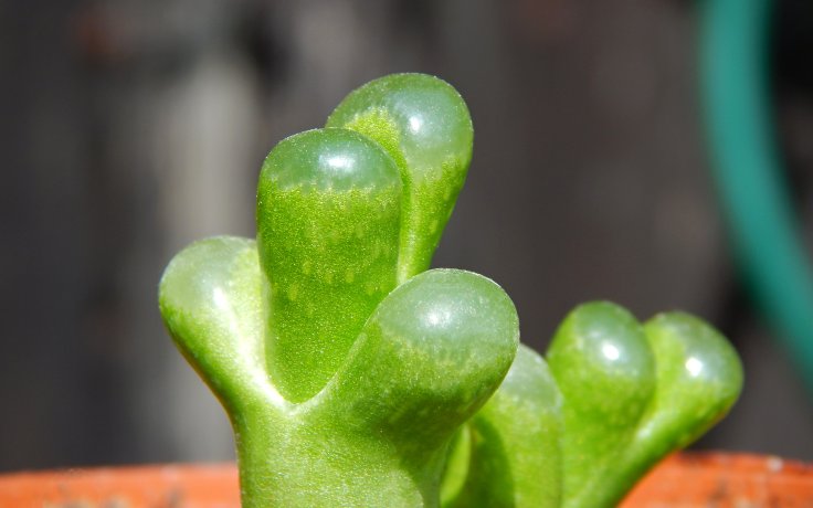Conophytum limpidum - sukulent konofytum