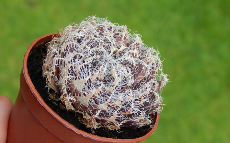 Haworthia arachnoidea var. setata