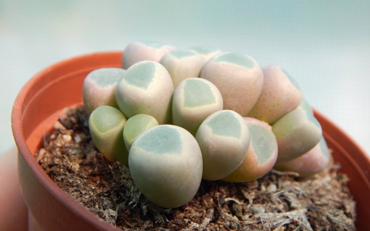 Fenestraria rhopalophylla subsp. aurantiaca - sukulenty