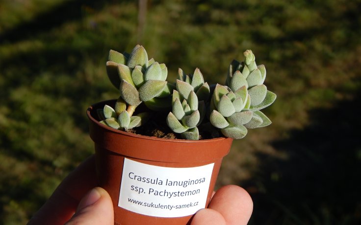 Crassula lanuginosa ssp. pachystemon pokojoky na slunce