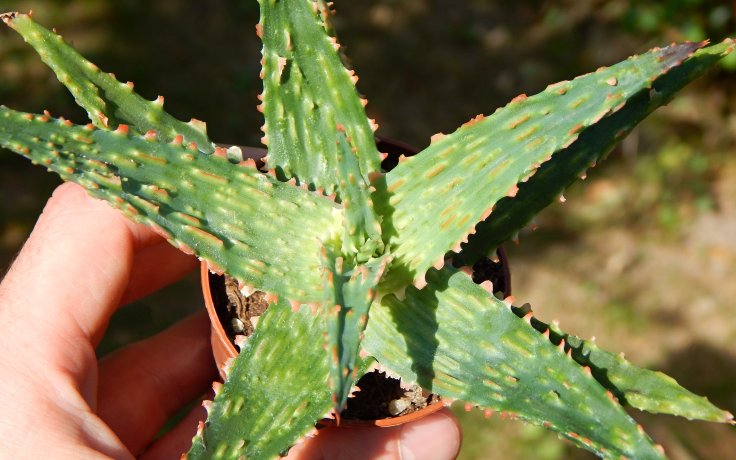 Aloe Spike sukulenty