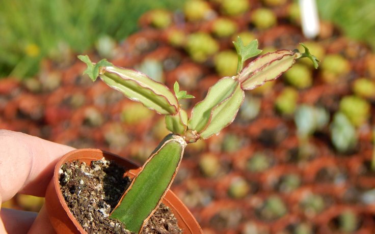 Cissus quadrangularis sukulent