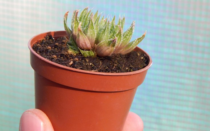 Haworthia maculata