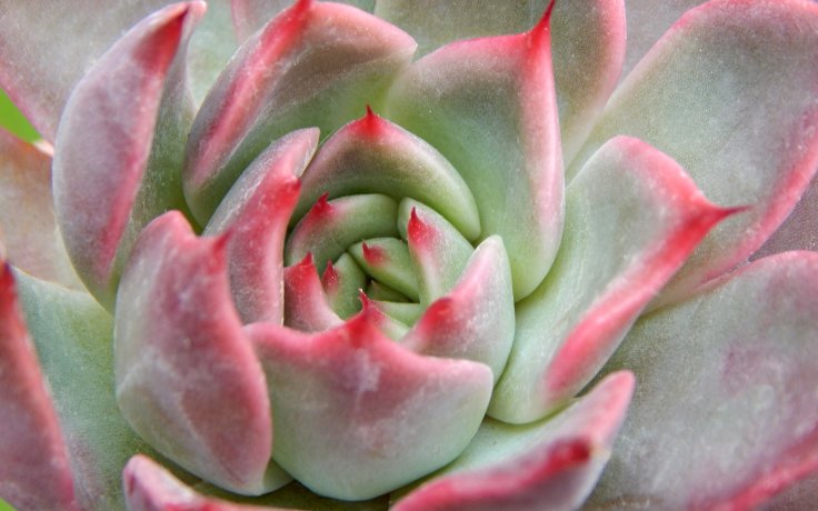 Echeveria Churro - dužnatky