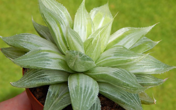 Haworthia cymbiformis Grey Ghost