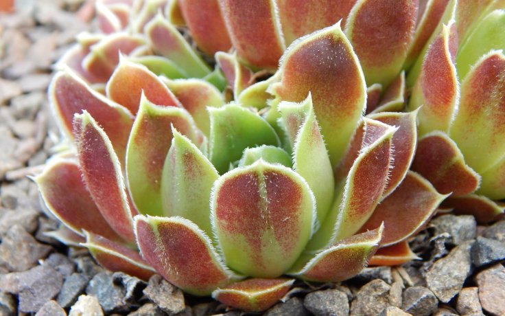 Jovibarba heuffelii Upland Gem