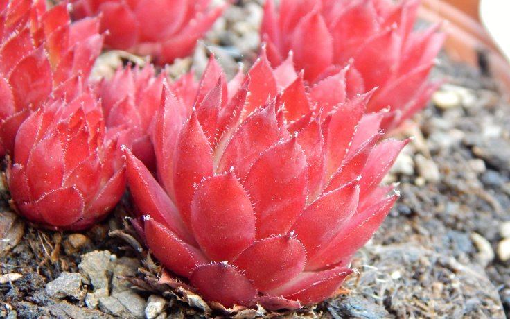 Sempervivum Flasher