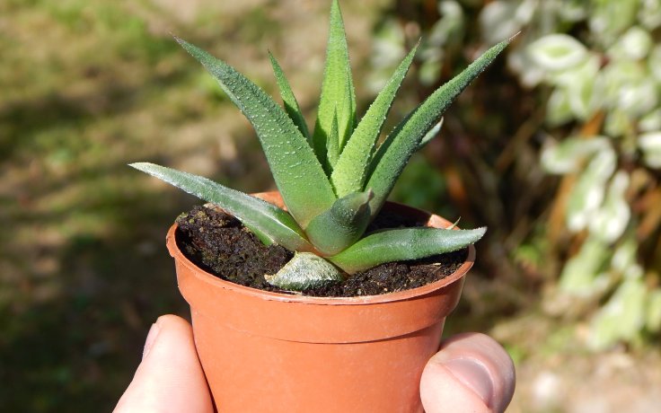Haworthia attenuata var. glabrata - succulents and cacti