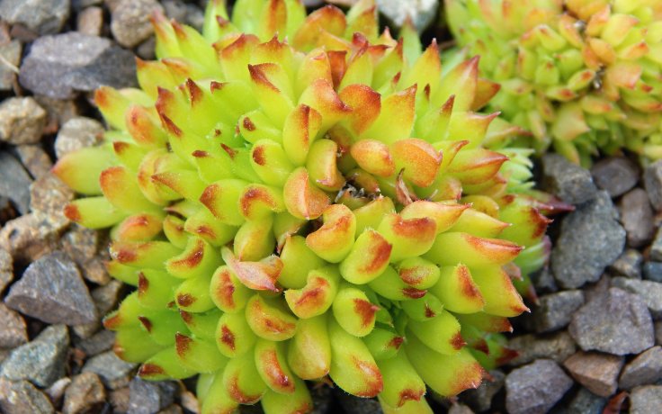 Sempervivum Pelora - hens and chicks