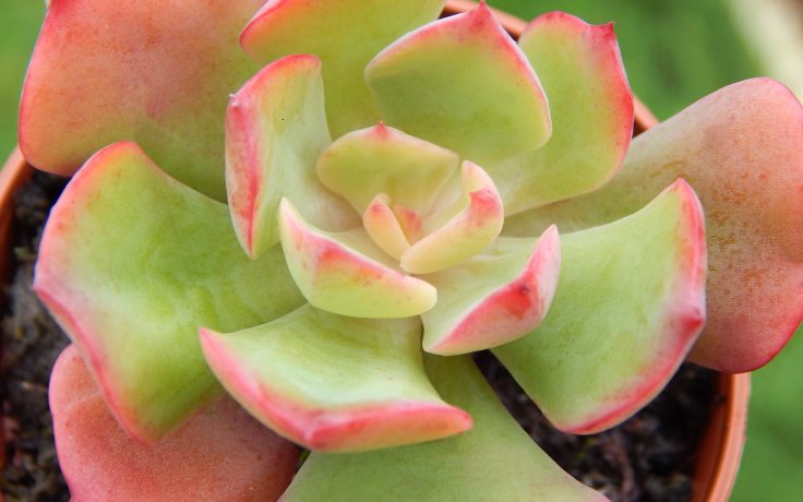 Echeveria Briar Rose
