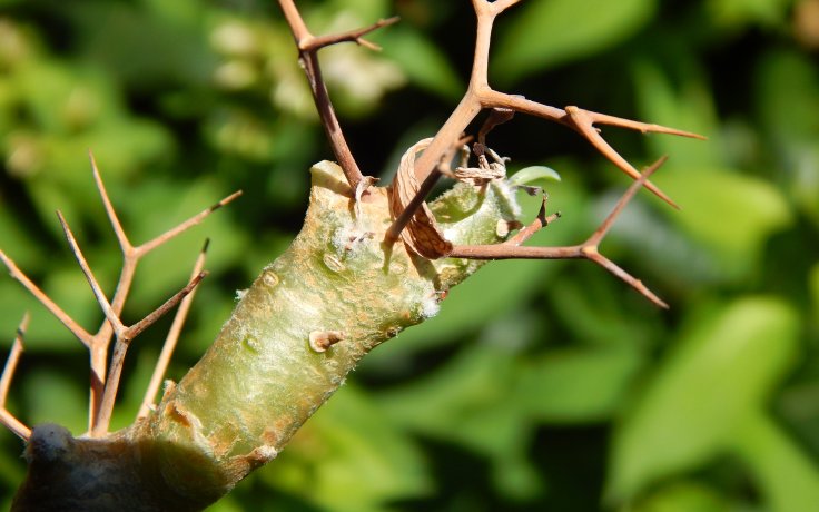 Othonna euphorbioides Kaudex, sukulenty