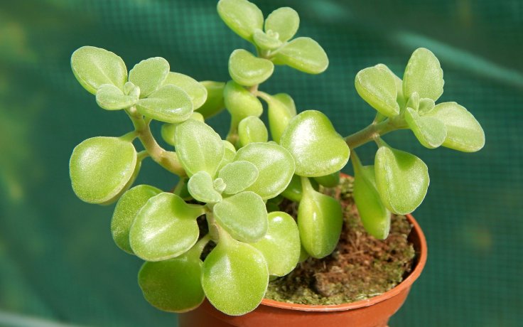 Plectranthus socotranus - scent plant