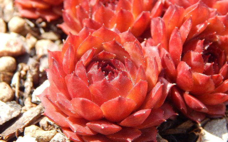 Sempervivum Fire Glint hybrid