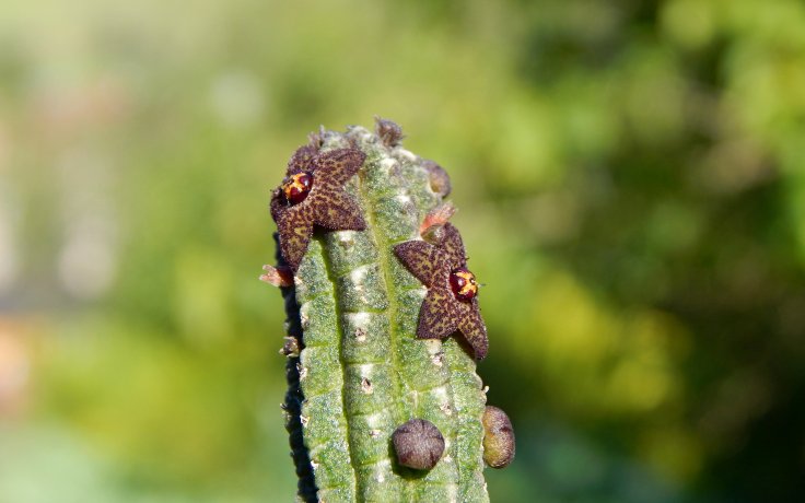 Echidnopsis cereiformis var. brunnea - pokojový sukulent