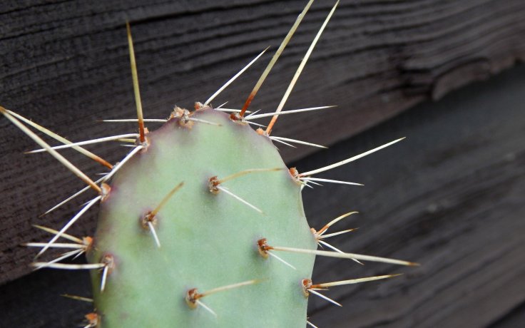 Opuntia phaeacantha var. salmonea - frost hardy cactus
