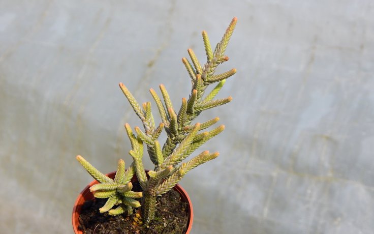 Crassula muscosa Fireworks succulent