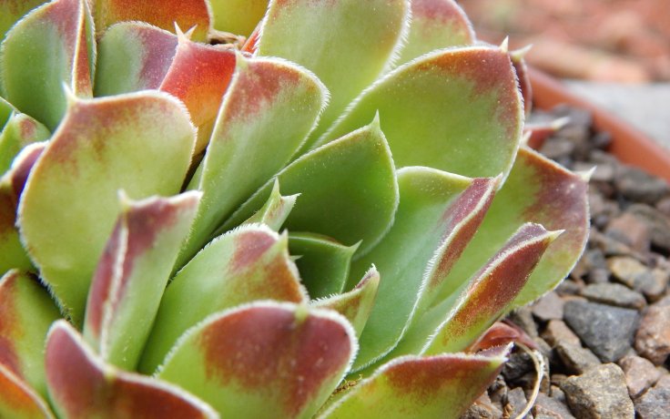 Jovibarba heuffelii Oreade