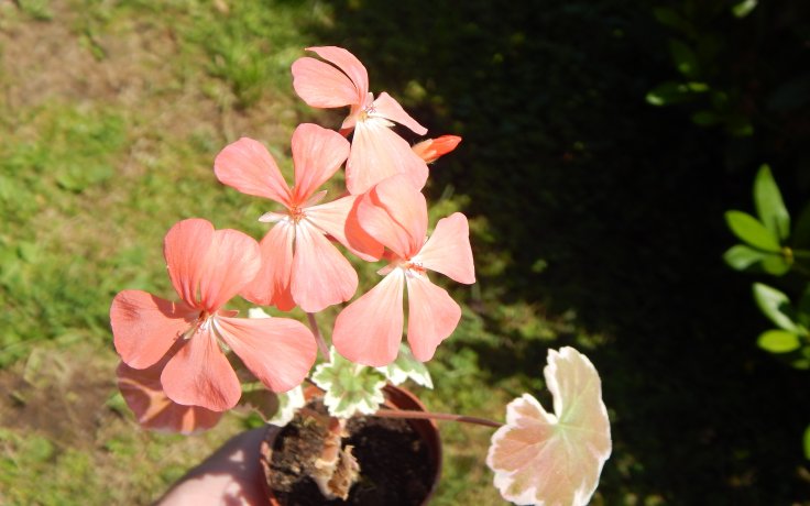 Pelargonium Frank Headley kvetení muškát