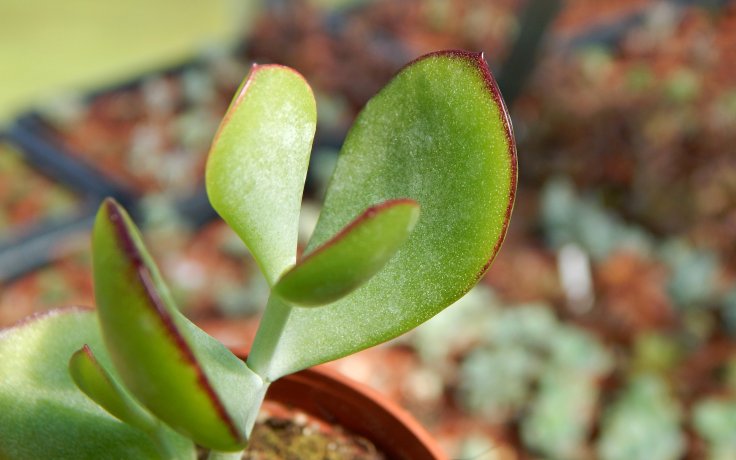 Cotyledon woodii nenáročný sukulent, kaktus